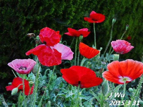 front yard poppy (9).JPG