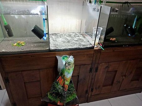 黑澤蝦(開缸設缸篇).飼養頂級純血水晶蝦