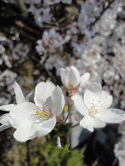 DSC02440
