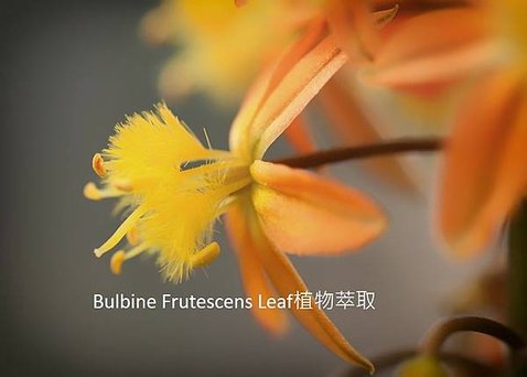 bulbine-frutescens 1.jpg