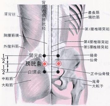 膀胱俞穴.jpg