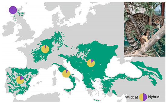 蘇格蘭野貓面臨滅團威脅，和馴化貓大幅混血