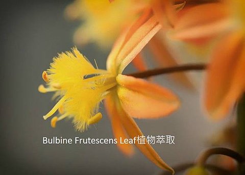 bulbine-frutescens 1 700.jpg