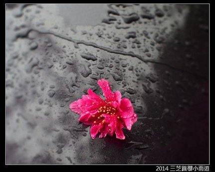 2014.2月_三芝賞櫻小雨遊062.jpg