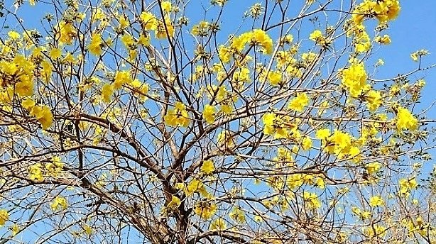 黃金風鈴木 (2)