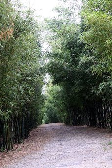 金門植物園的竹子林道