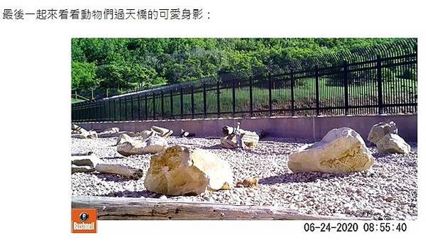 台灣瀕危動物石虎數量僅存不到500隻/「石虎田」， 堅持不噴