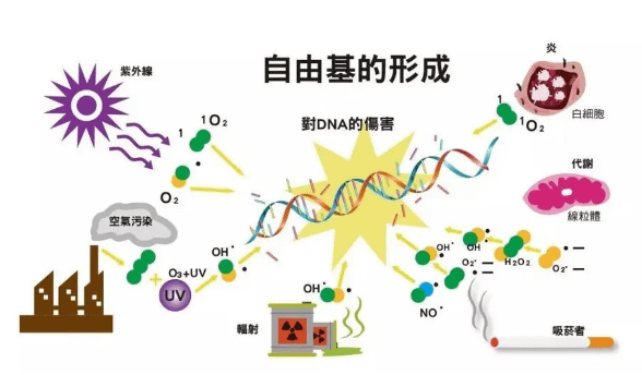 自由基檢測及氧化壓力評估-丙二醛