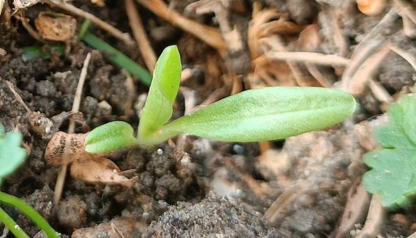 。小吳植物園 - 21蘭科4月 - 14綬草蘭花