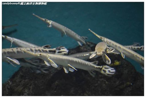 12.國立海洋生物博物館