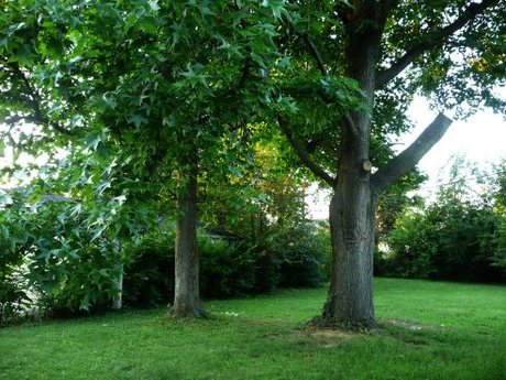 trees.jpg