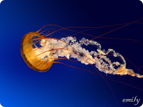 Jellyfish
