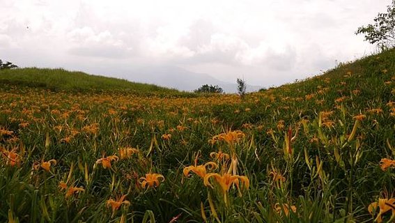 103.8.9.(81)       花蓮-六十石山.JPG