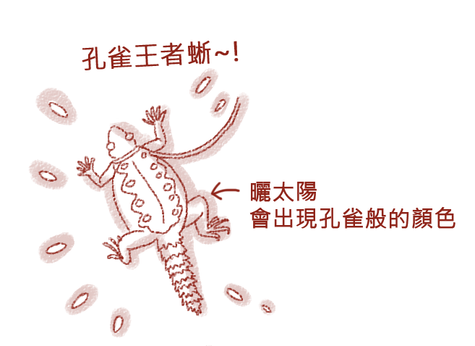 孔雀王者蜥01.png