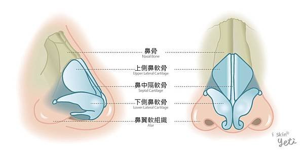 Chen-Doctor-nasal_septum-2