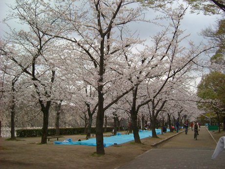 大阪公園 (1).JPG