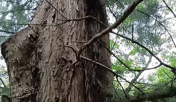 湖口大園山陣地，發現百年老樹群-木麻黃，拯救老樹-請縣政府固