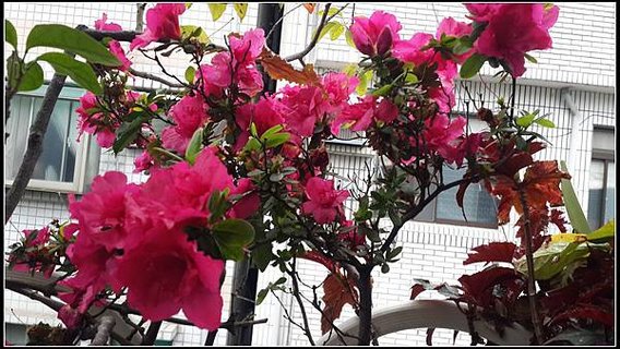 四季開放的複瓣杜鵑花