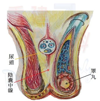 陰囊構造圖.jpg