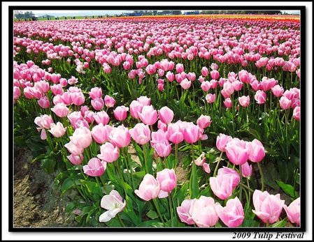 Pink tulips