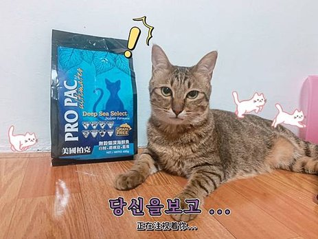 美國柏克 PRO PAC 無穀貓飼料試吃心得😽