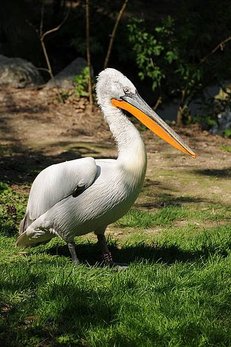 640px-ComputerHotline_-_Pelecanus_crispus_(by)_(1).jpg