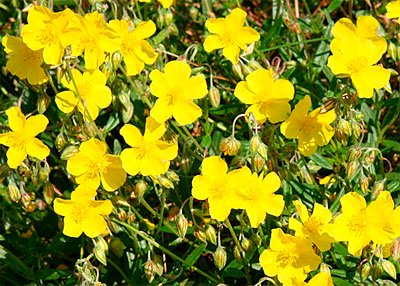 RockRose