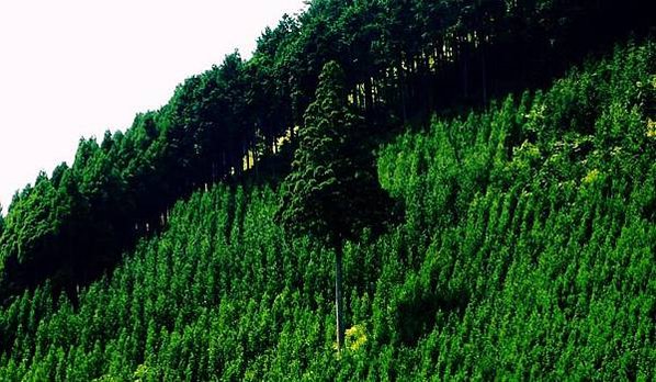 電影「古都」的舞台　京都・北山杉之里 中川