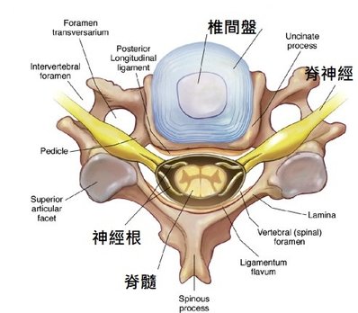 anatomy-new.jpg