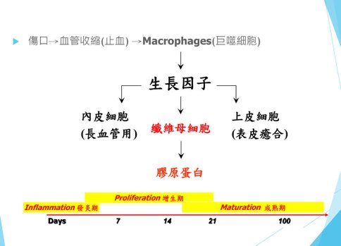 傷口癒合機轉.jpg