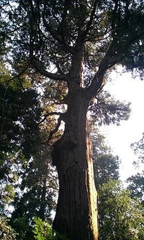 IMAG0551