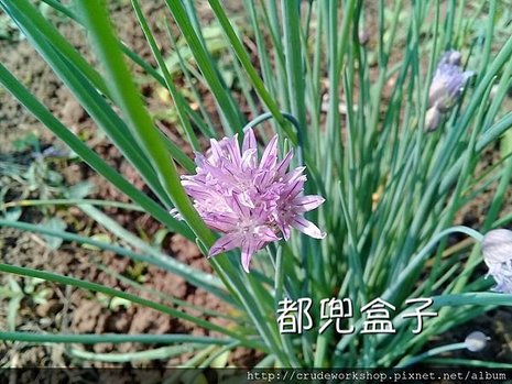 都兜盒子部落格_170309_0112