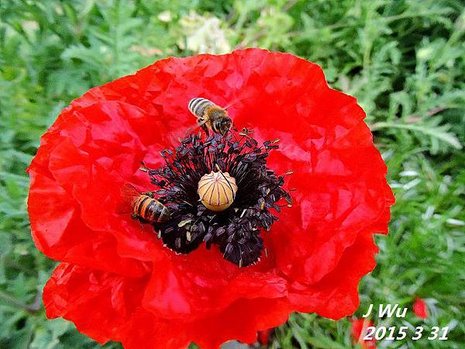 front yard poppy (5).JPG