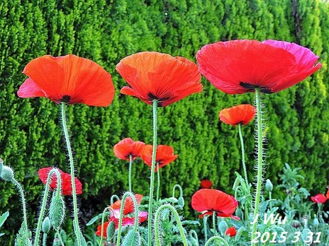 front yard poppy (10).JPG