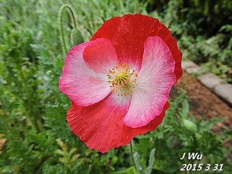 front yard poppy (1).JPG