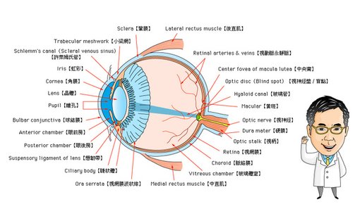 眼睛結構中英對照