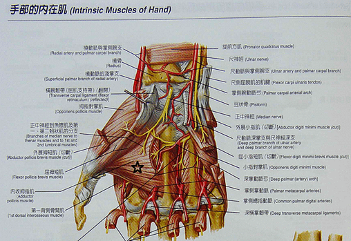 內收姆指肌.png