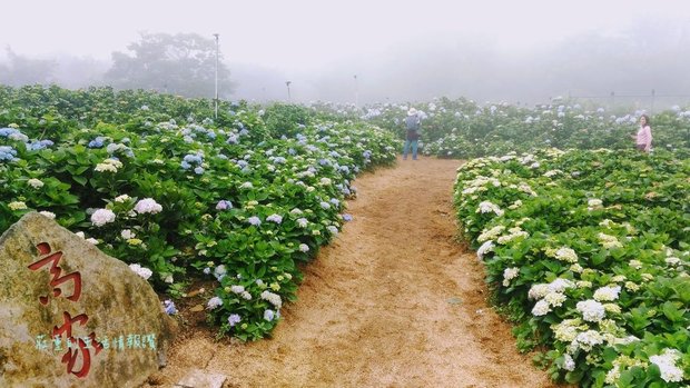 &quot;高家繡球花田第二園區&quot;2019年5月花況