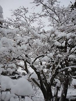 DSC00017.jpg