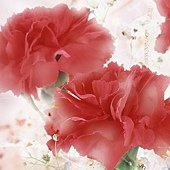 Carnation_flower_photo_HS084_350Accdd.jpg