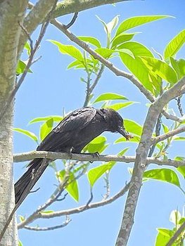 IMG_5550.jpg