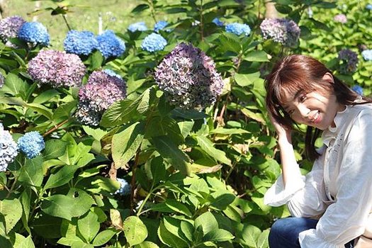 繡球花2