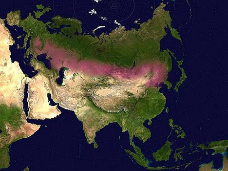 Eurasian_steppe_belt