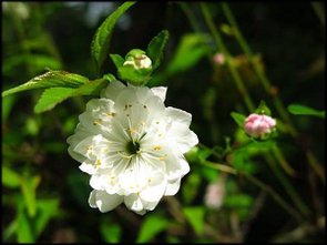 2018春節植物園_060.JPG