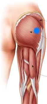 glute-anatomy.jpg