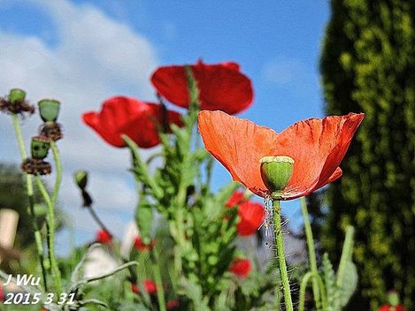 front yard poppy (6).JPG