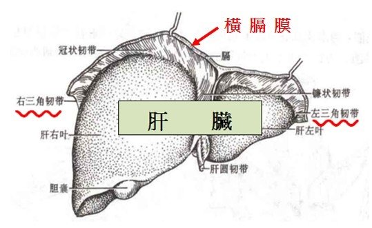 岔氣橫隔膜.jpg