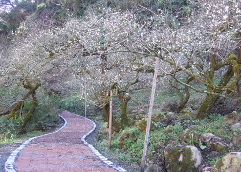 梅林居賞梅步道