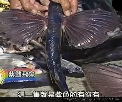 紫鰭飛魚