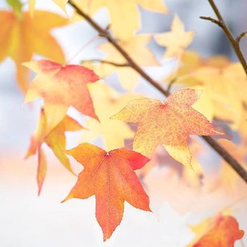 autumn-autumn-leaves-branch-3078864.jpg